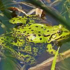 Auch der Frosch genießt die jetzt höheren Temperaturen