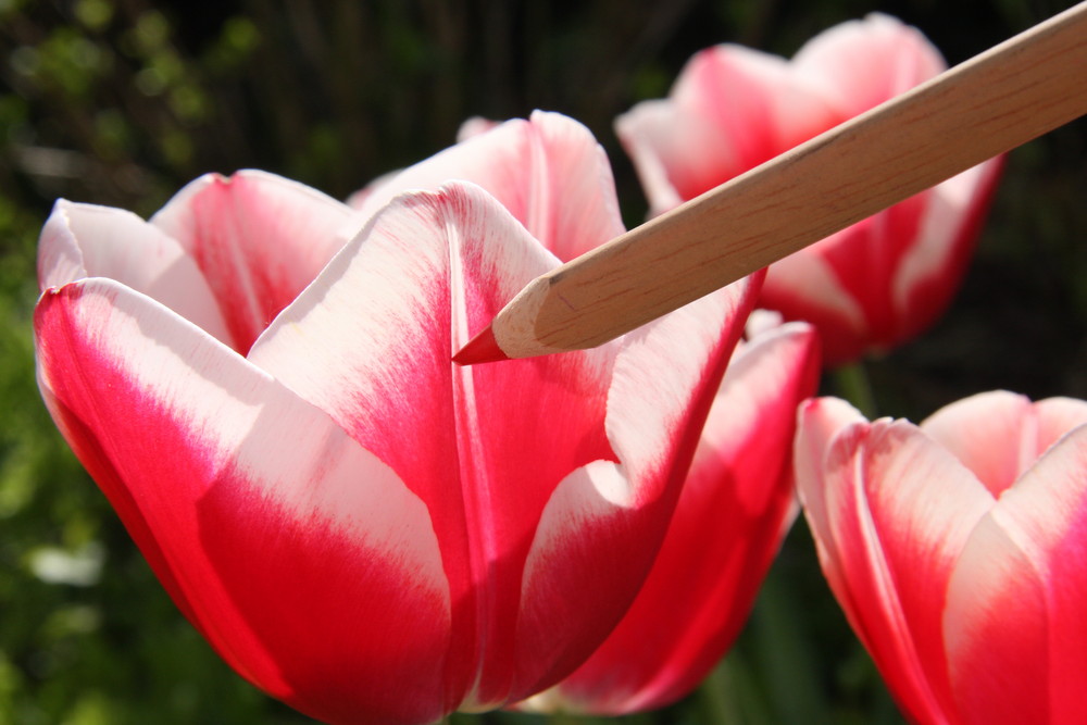 Auch der Frühling braucht mal Hilfe von Sylvia Kersting