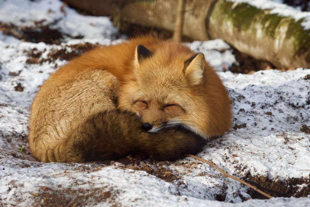 auch der Fuchs friert bei dem kalten Wetter