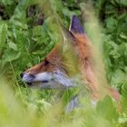 Auch der Fuchs schaute heute vorbei ;-)