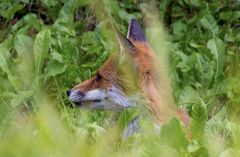 Auch der Fuchs schaute heute vorbei ;-)