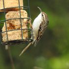 Auch der Gartenbaumläufer ......