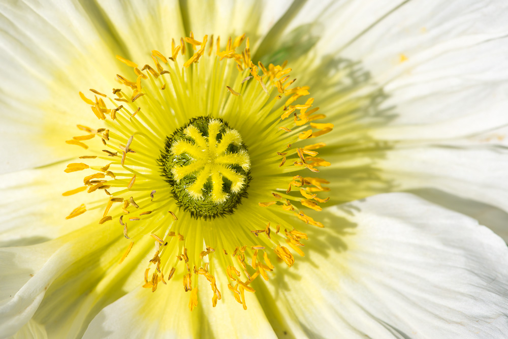 Auch der gelbe Mohn ist eine Blume