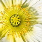 Auch der gelbe Mohn ist eine Blume