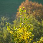 Auch der Ginkgo