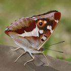 Auch der Große Schillerfalter (Apatura iris) ...