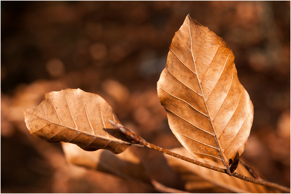 auch der Herbst geht ......