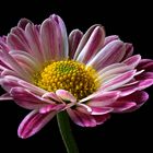 Auch der Herbst hat schöne Blumen - ( Stacking Bild )