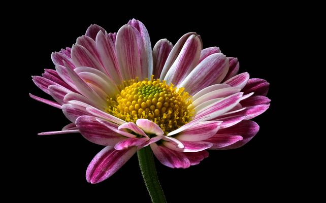 Auch der Herbst hat schöne Blumen - ( Stacking Bild )