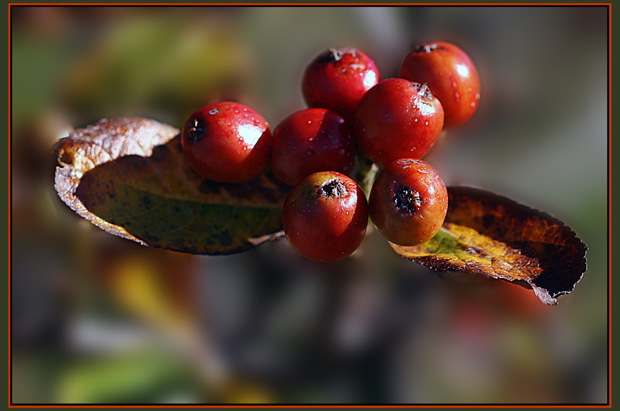 Auch der Herbst hat schöne Früchte