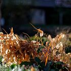 ... auch der Herbst hat schöne Tage ...