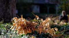 ... auch der Herbst hat schöne Tage ...