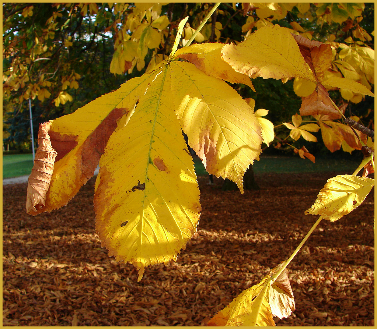 Auch der herbst hat seine schönen aspekte, die bräunlich gefärbten blätter sind sehenswert