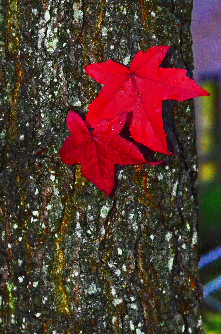 Auch der Herbst kann leuchten.