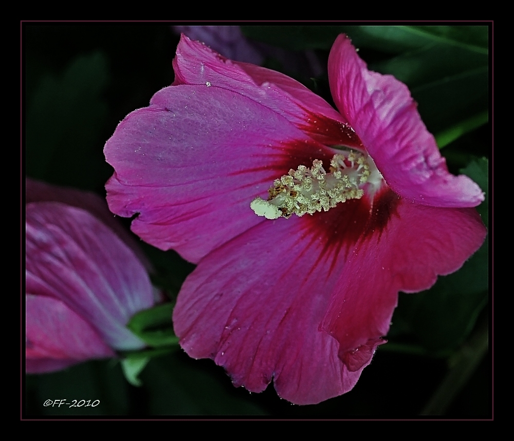 ... auch der Hibiskus zieht sich langsam aus der Blühphase zurück ...