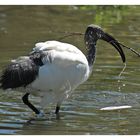 Auch der Ibis möchte spielen 