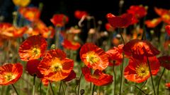 Auch der Islandmohn? darf nicht fehlen