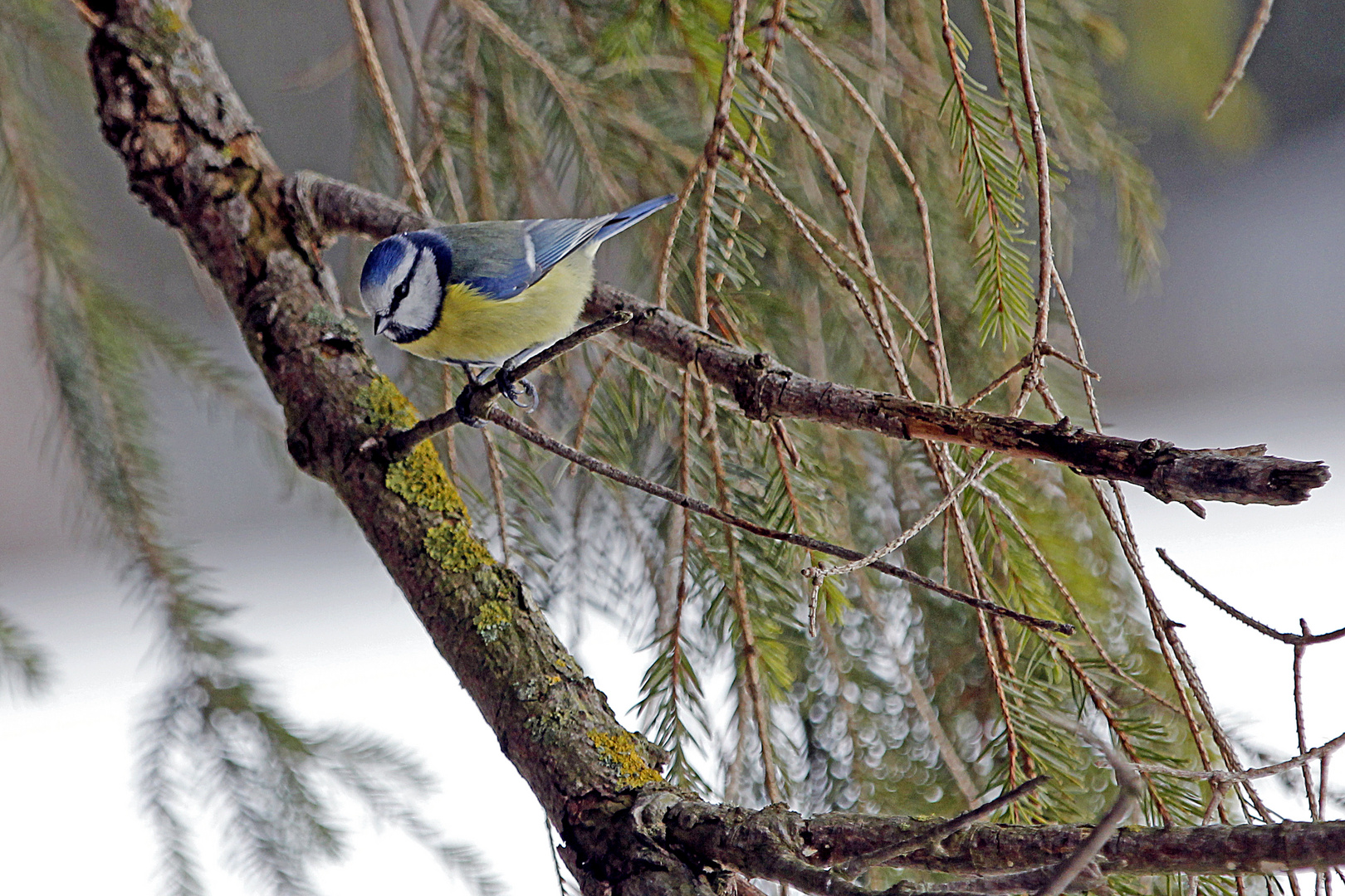 Auch der kleine Blauhelm schaut nach Futter aus