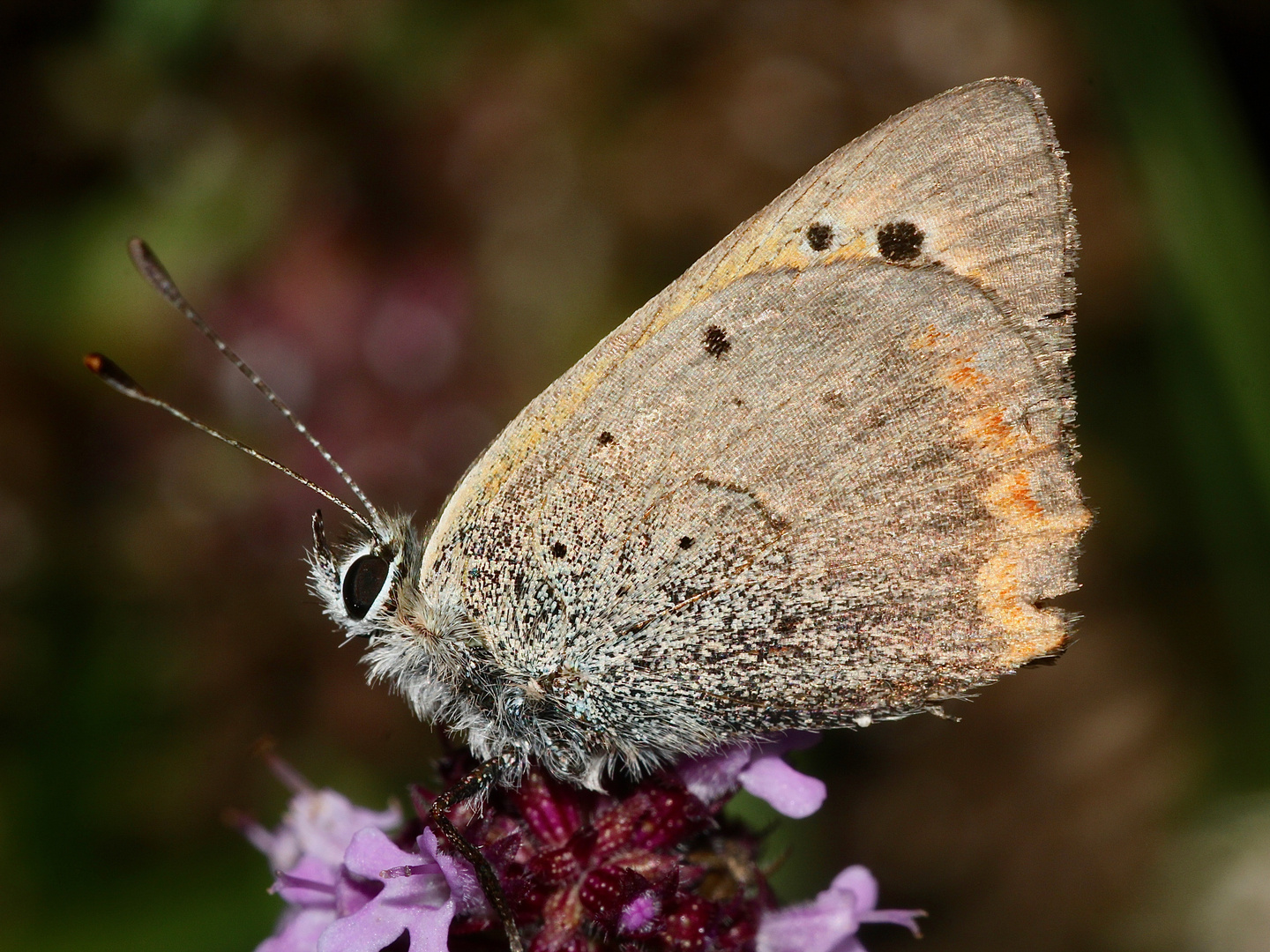 Auch der Kleine Feuerfalter (Lycaena phlaeas) ...