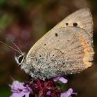 Auch der Kleine Feuerfalter (Lycaena phlaeas) ...