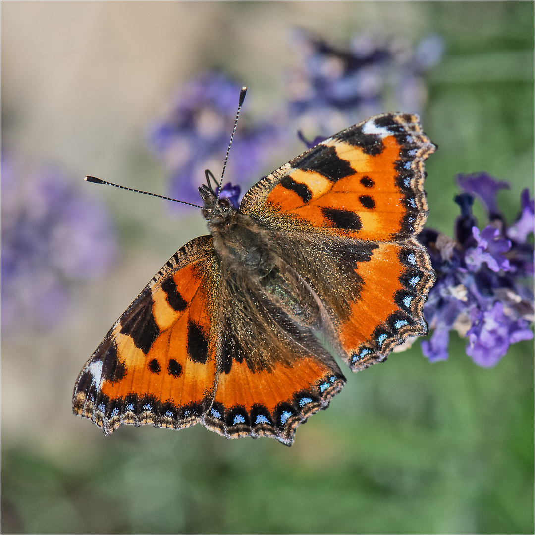 Auch der Kleine Fuchs (Aglais urticae) konnte . . .