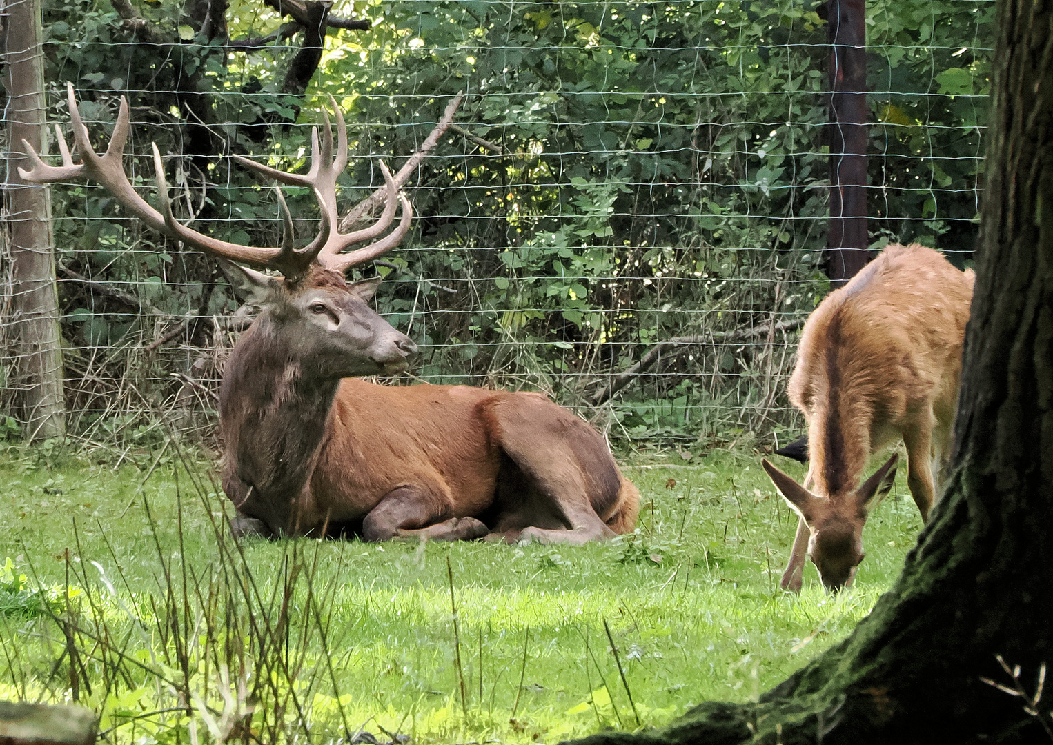 Auch der König braucht mal Ruhe … 