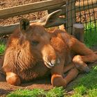 Auch der König der Wälder fängt einmal klein an!