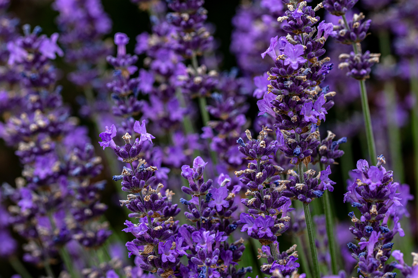 Auch der Lavendel