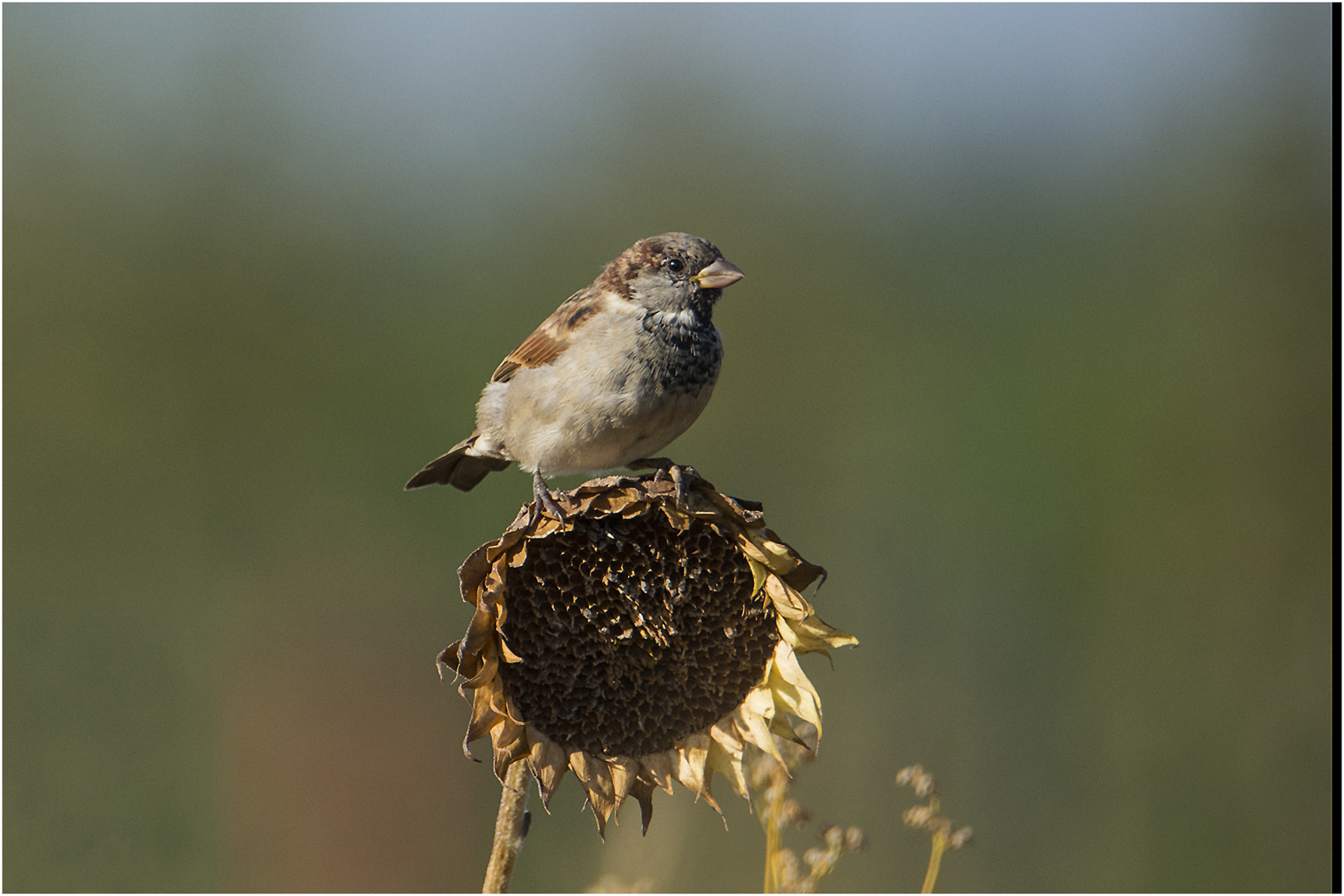 Auch der letzte Sonnenblumenkern . . .