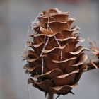 Auch der mit Spinnweben verzierte Lärchenzapfen bekam ein bischen Reif