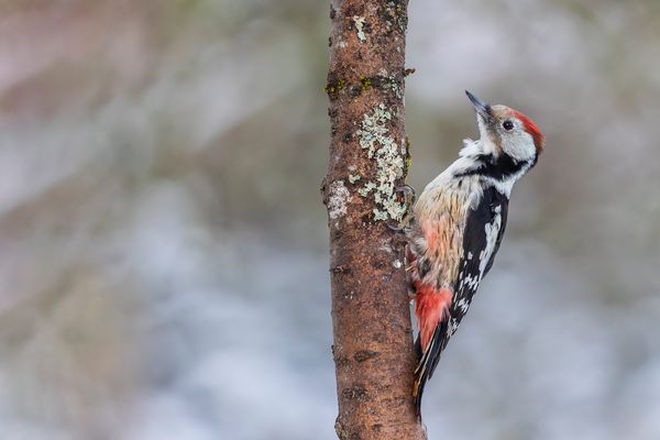 Auch der Mittelspecht...