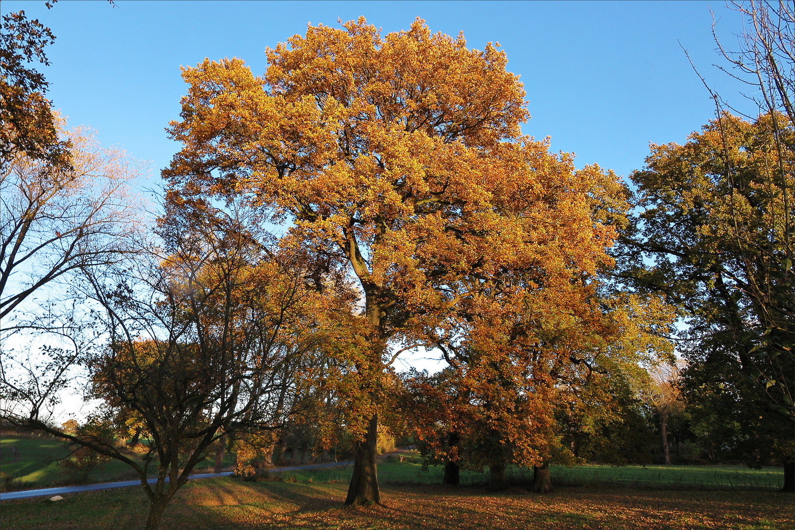 Auch der November kann "golden" sein...