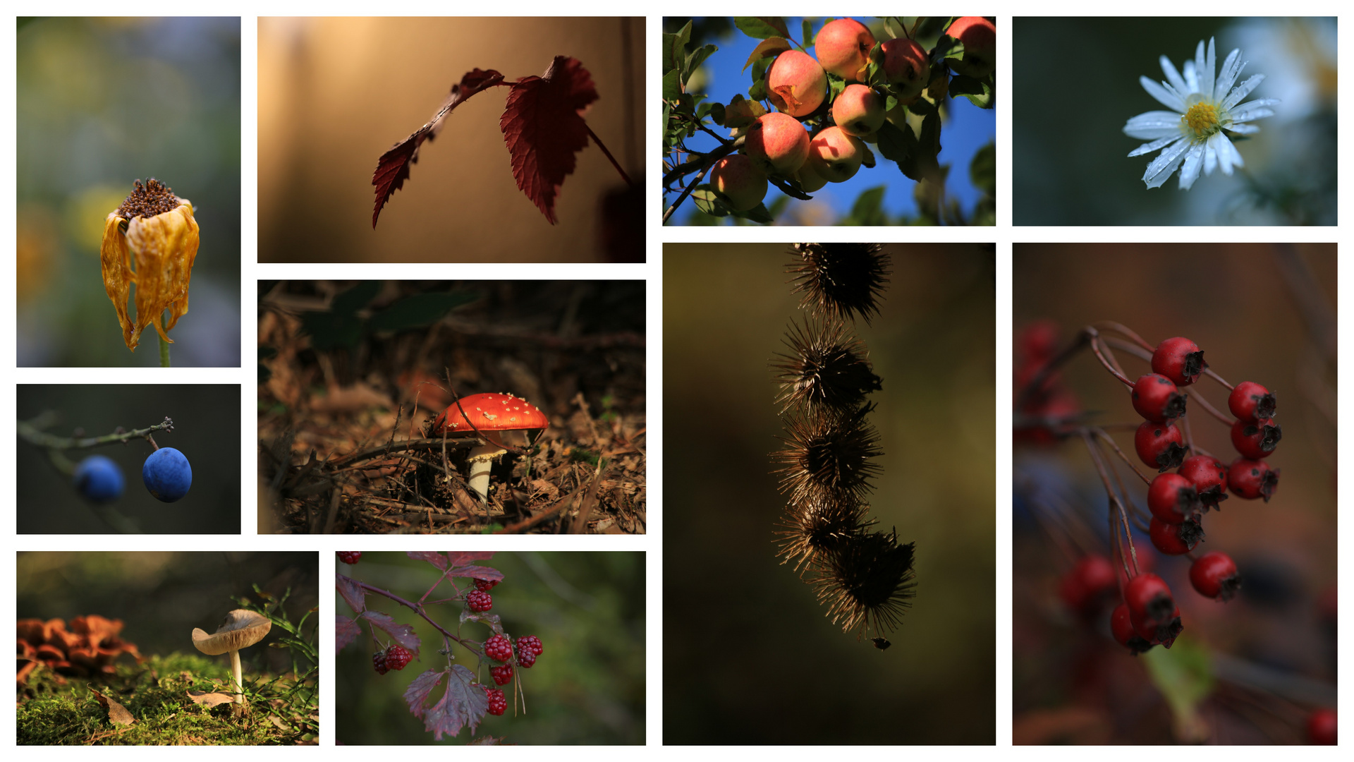 ...auch der oberfränkische Herbst ist bunt und schön.....