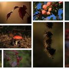 ...auch der oberfränkische Herbst ist bunt und schön.....