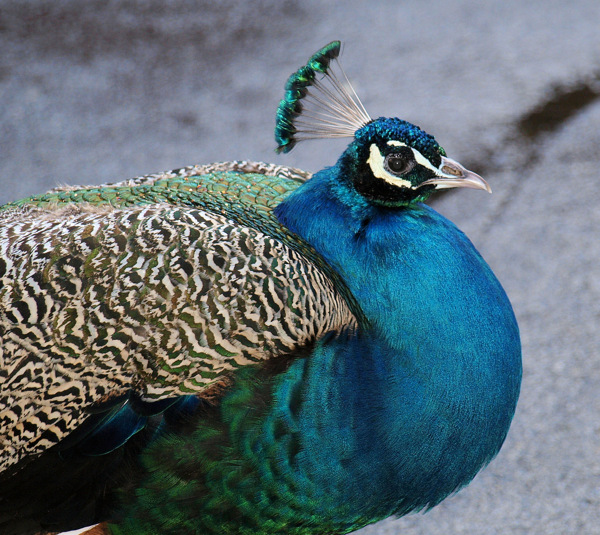 Auch der Pfau findet es kalt :)