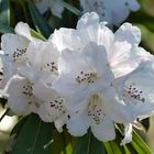 auch der Rhododendron blüht schon