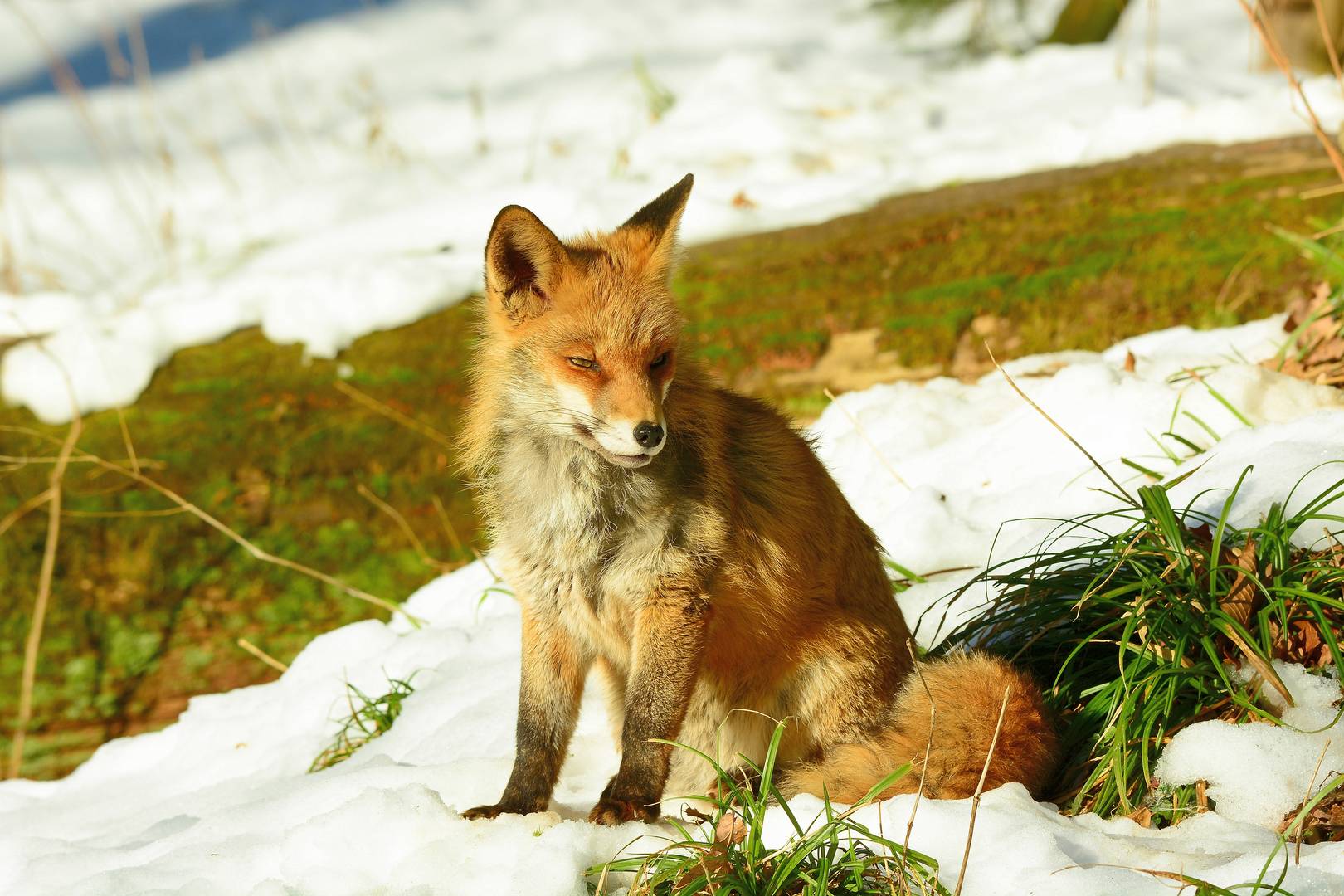 Auch der Rotfuchs genießt die ersten, wärmenden Sonnenstrahlen