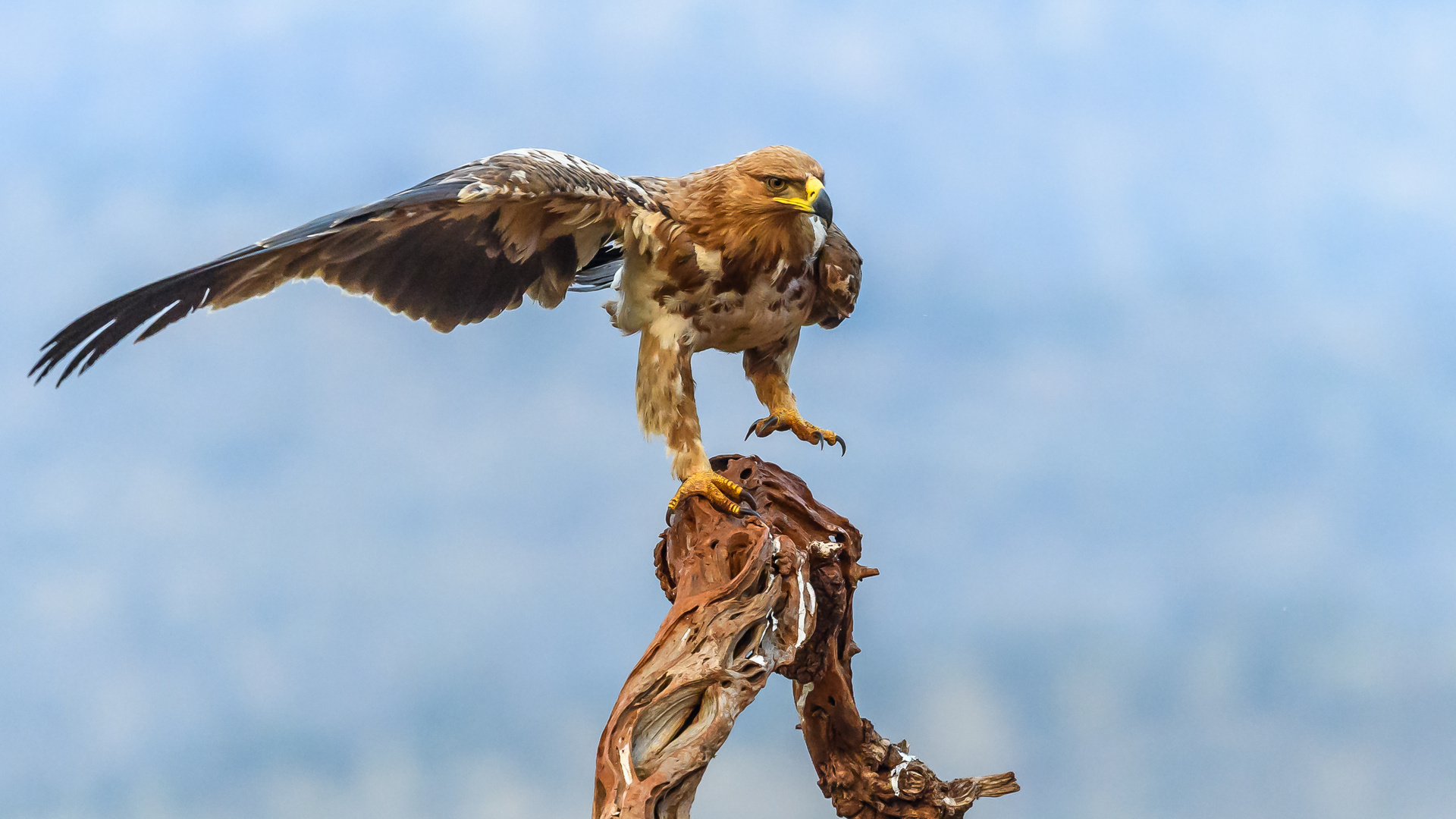 Auch der Savannenadler bekam nichts mehr zu fressen