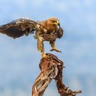 Auch der Savannenadler bekam nichts mehr zu fressen