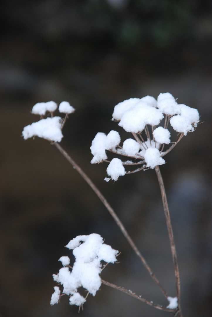 auch der Schnee..