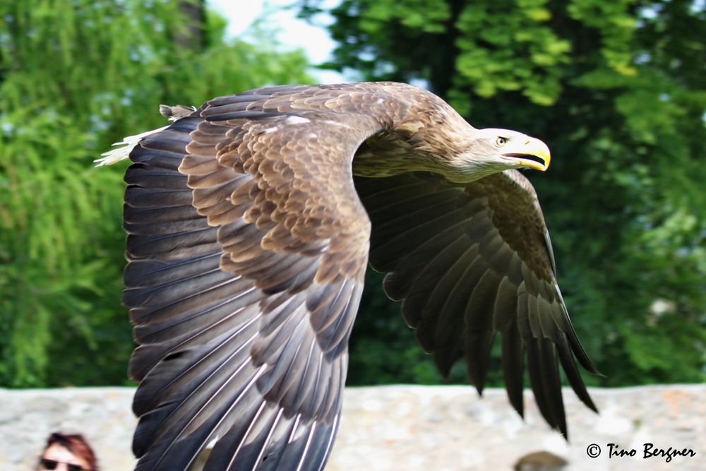 auch der Seeadler kann den "Geiersturzflug"