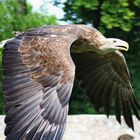 auch der Seeadler kann den "Geiersturzflug"