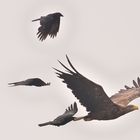 Auch der Seeadler wird belästigt.......