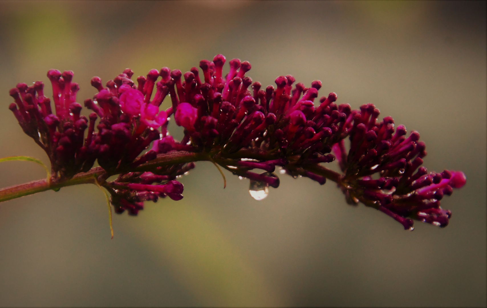 Auch der Sommerflieder ....