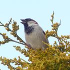 auch der Spatz kann singen