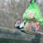 Auch der Specht ist bei uns im Garten