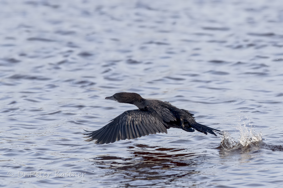 Auch der Start aus dem Wasser, ...