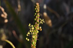 Auch der Strand- Wegerich (Plantago maritima)