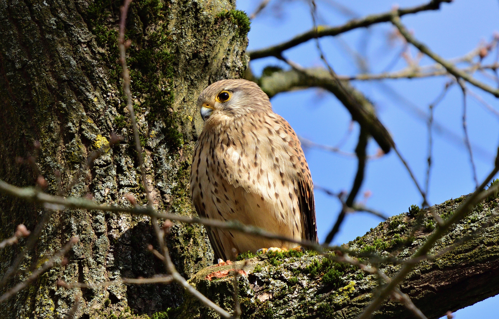 Auch der Turmfalke braucht "Abstand" ...