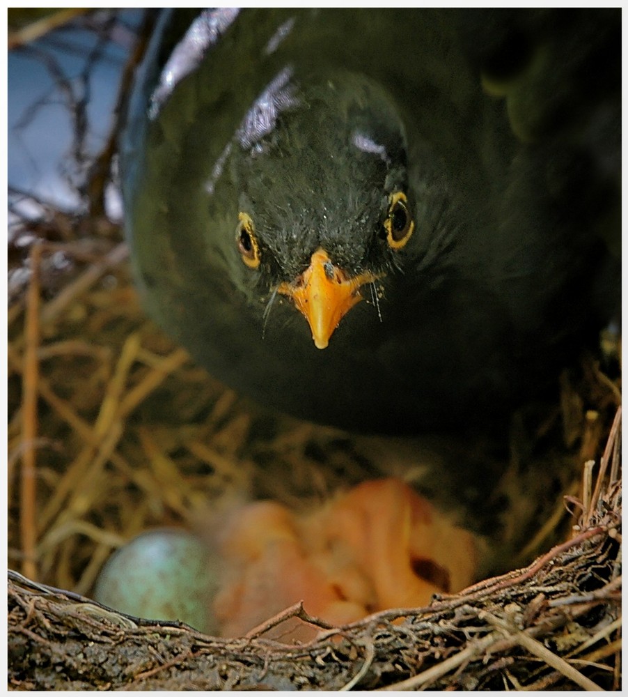 Auch der Vogelpapa muss helfen!!!